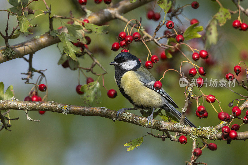 美丽的大山雀(Parus major)